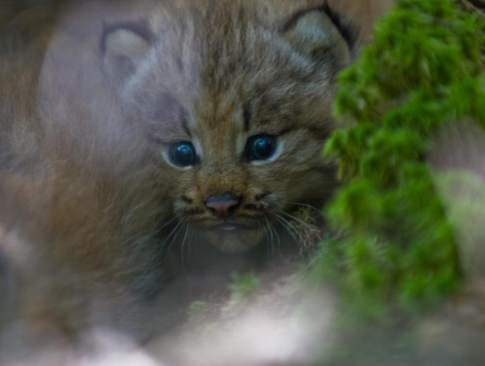 Canada lynx cub Canada lynx cub with blurred plant growth in immediate foreground