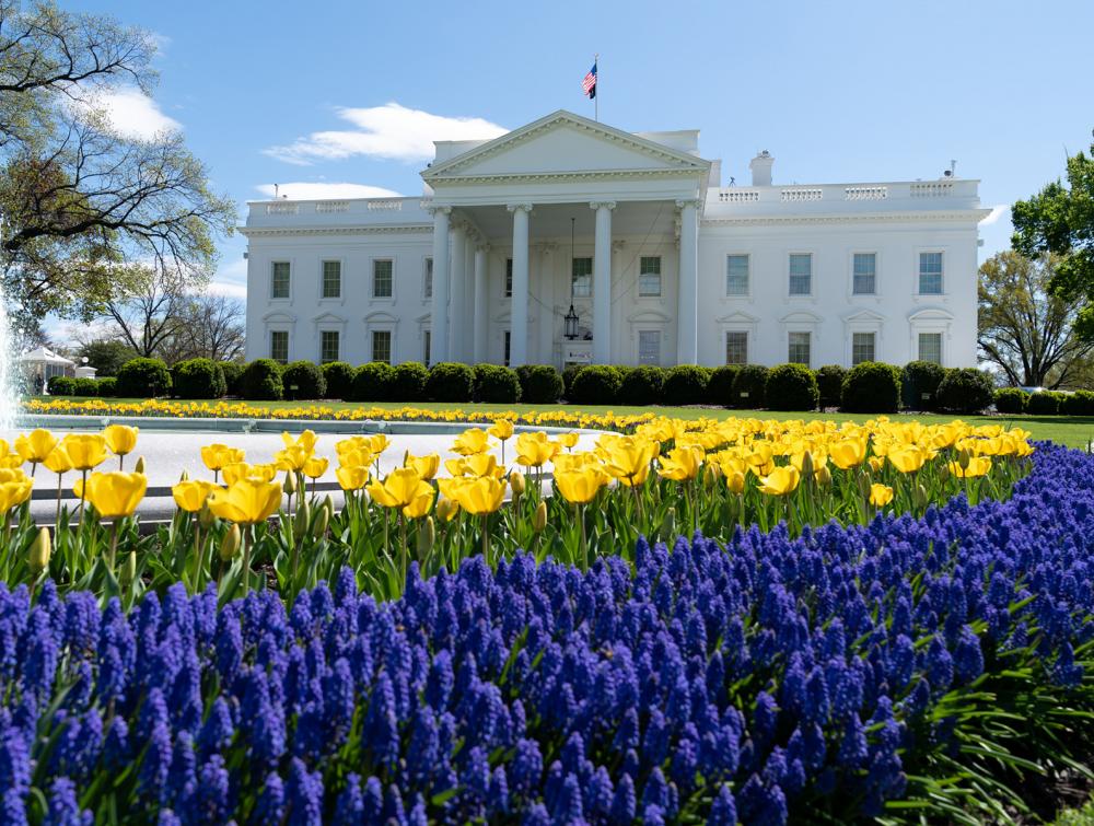 White House with yellow and purple flowers in the immediate foreground