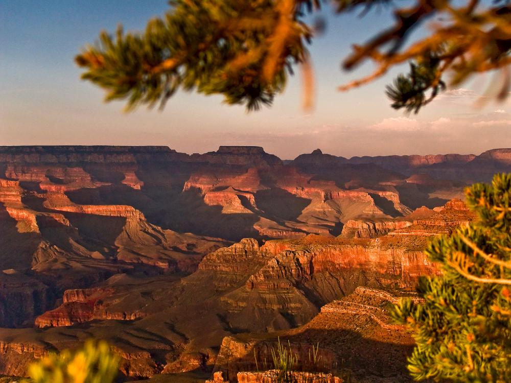 View of Grand Canyon with tree branches in immediate foreground