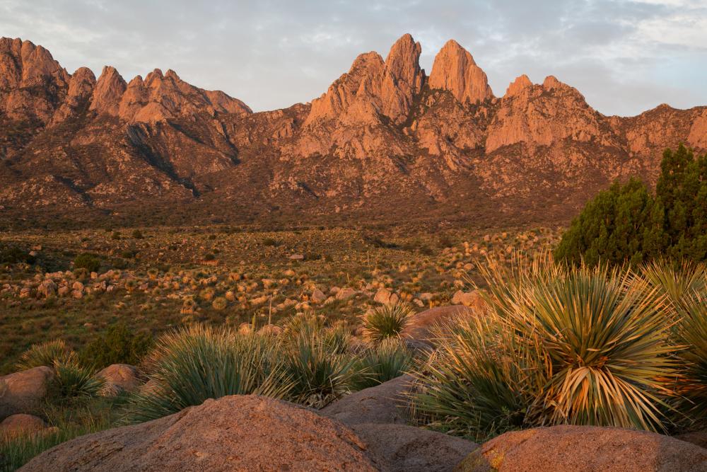 Organ Mountains in New Mexico with rocks and plants in foreground