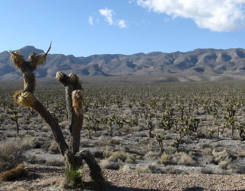 Desert landscape with sparse vegetation under a blue, partly cloud sky