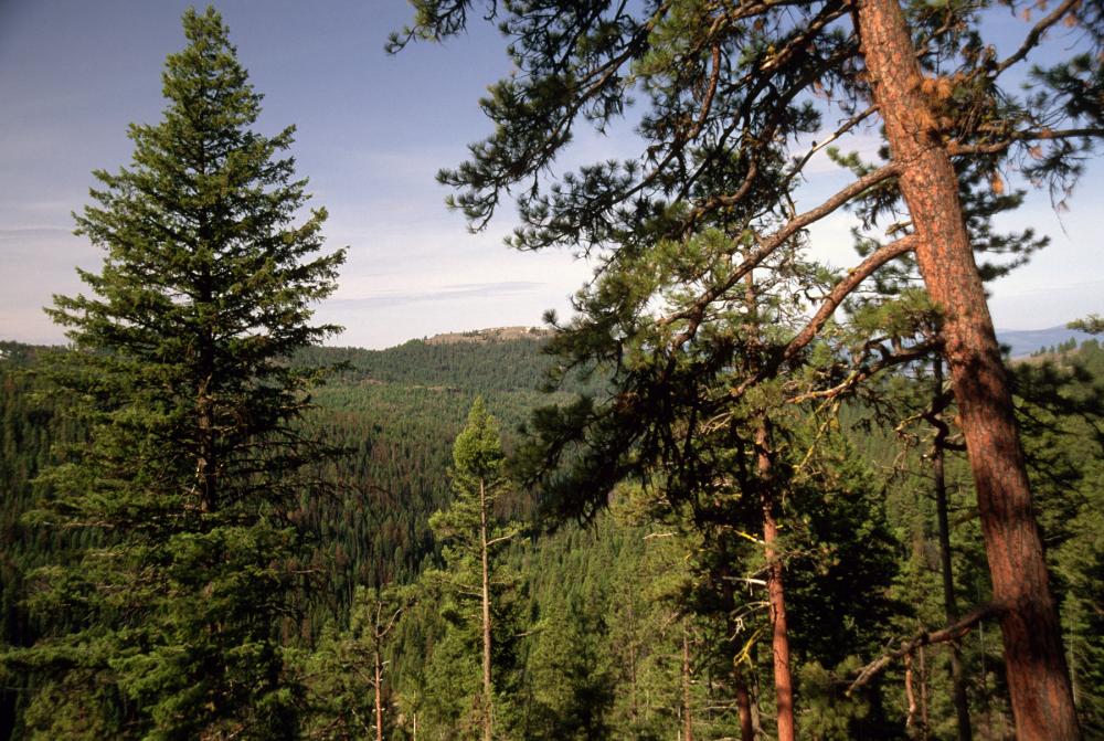 Lodgepole pines in Colville National Forest, Washington Conifer trees rising above a dense forest that stretches off into the distance