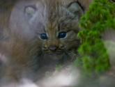 Canada lynx cub with blurred plant growth in immediate foreground