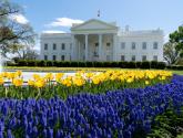White House with yellow and purple flowers in the immediate foreground